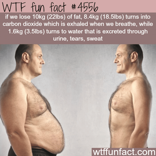 Where does the fat go when you lose it? -   WTF fun facts