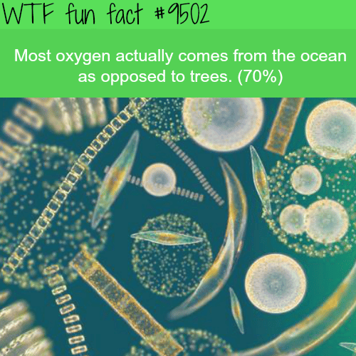 Where most of the Oxygen comes from - WTF Fun Fact