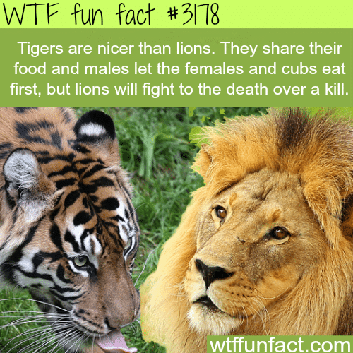 Which animal is nicer: lions vs tigers -  WTF fun facts