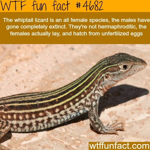 Whiptail lizard - WTF fun facts