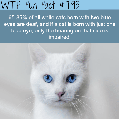 White cats with blue eyes - WTF Fun Fact