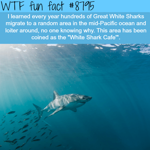 White Shark Cafe - WTF fun facts