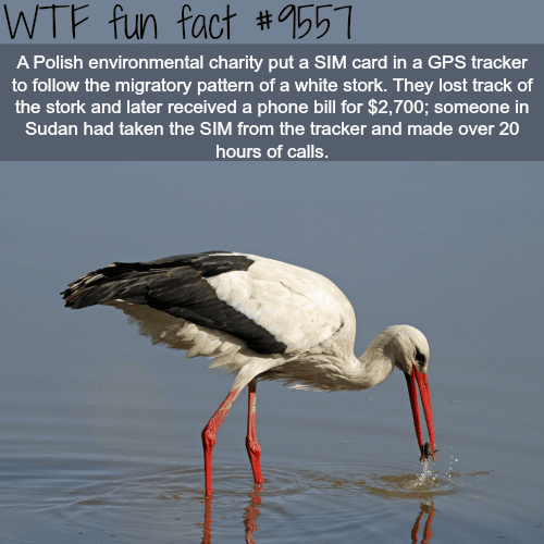 White Stork- WTF fun fact