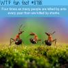 who kills more each year ant or sharks wtf fun