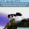 why ants are much like humans wtf fun facts