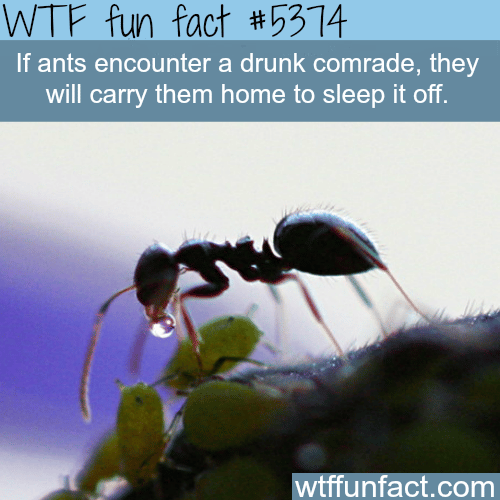 Why ants are much like humans - WTF fun facts