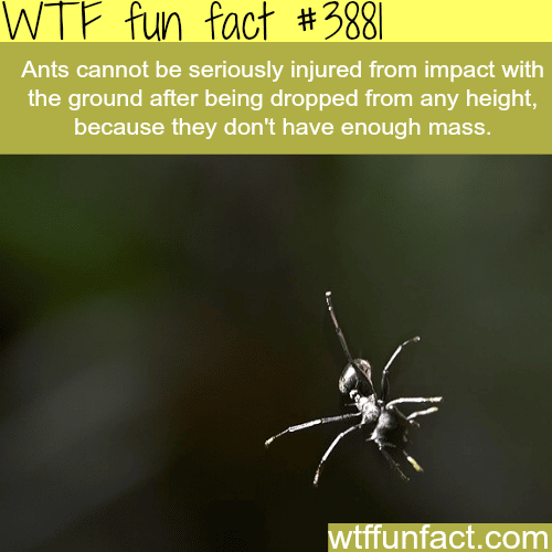 Why ants can’t be hurt when dropped from any height - WTF fun facts