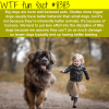 why big dogs are more well behaved wtf fun