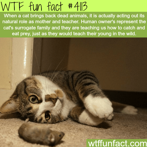 Why cat brings dead animals back -  WTF fun facts