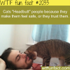 why cats headbutt people