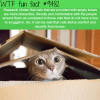 why cats need boxes wtf fun fact