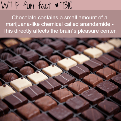 Why chocolate can be addictive - WTF fun fact