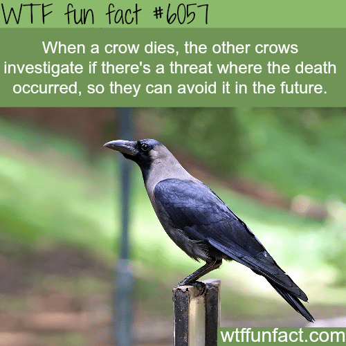 Why crows are one of the smartest animals - WTF fun facts