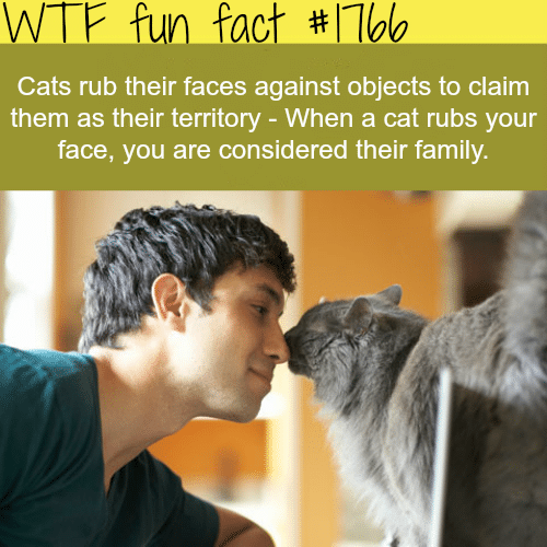 Why do cats rub their faces against objects  - WTF fun facts