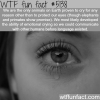 why do we cry wtf fun facts