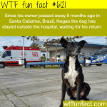 why dogs are called mans best friend wtf fun
