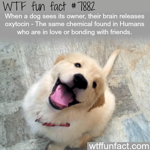 Why dogs get happy to when they see their owner - WTF fun facts