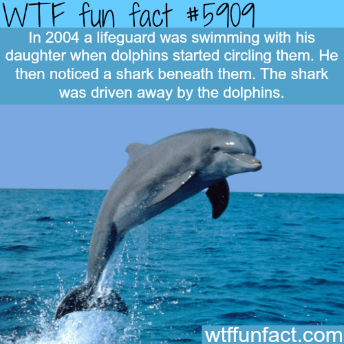 Why dolphins are the best - WTF fun facts
