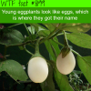 why eggplants are called eggplants wtf fun fact