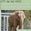 why elephants are the best animals wtf fun facts