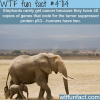 why elephants rarely get cancer wtf fun facts