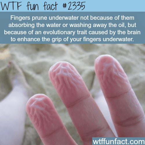 Why finger prune underwater - WTF fun facts