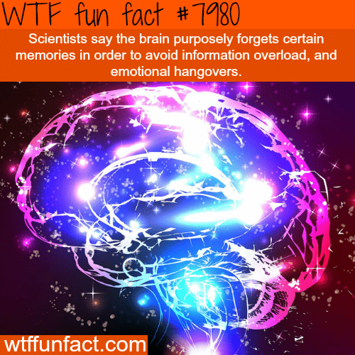 Why forgetting is good sometimes - WTF fun fact