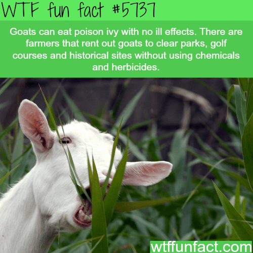 Why goats should be mowing your lawn - WTF fun facts