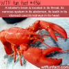why lobsters are the weirdest animals wtf fun