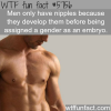 why men have nipples wtf fun facts