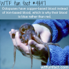why octopuses have blue blood wtf fun facts