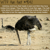 why ostriches bury their head in the sand wtf