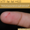 why paper cuts hurt so much wtf fun facts