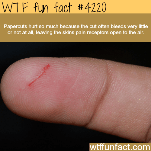 Why paper cuts hurt so much? -  WTF fun facts