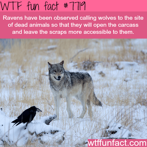 Why ravens are one of the smartest animals - WTF fun facts