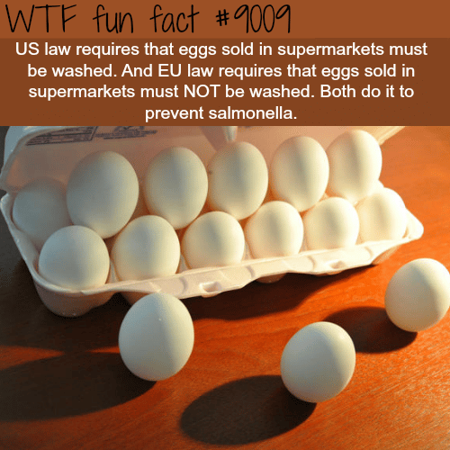 Why the E.U. requires eggs not to be washed - WTF fun facts