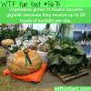 why vegetables grown in alaska become gigantic