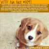 why we cant resist puppy dog eyes wtf fun facts