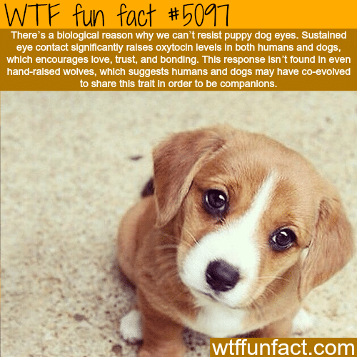Why we can’t resist puppy dog eyes - WTF fun facts