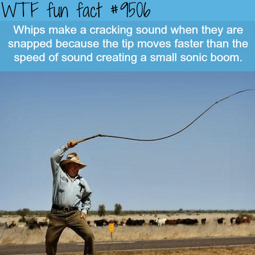 Why whips make a cracking sound - WTF Fun Fact