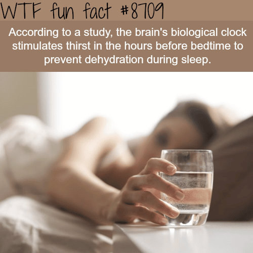 Why you always feel thirsty before bed - WTF fun facts