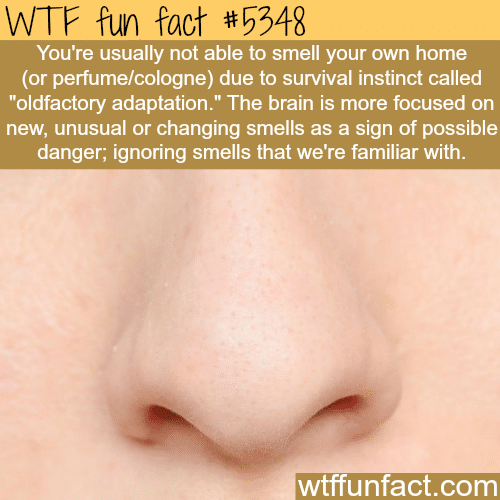 Why you can’t smell your house or your perfume - WTF fun facts