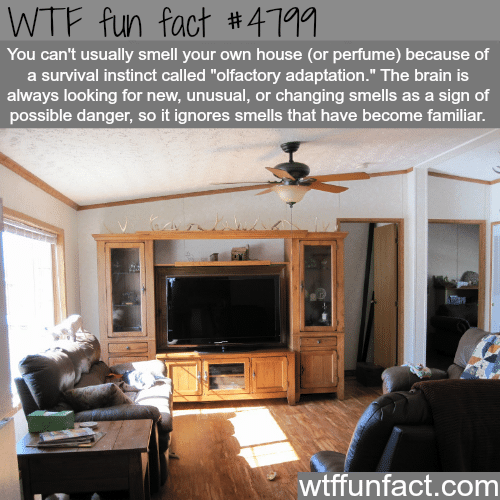 Why you can’t smell your own house or perfume - WTF fun facts
