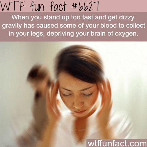 Why you get dizzy when you stand fast - WTF fun facts