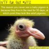 why you never see a baby pigeon wtf fun facts