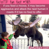 why you should not feed moose wtf fun facts