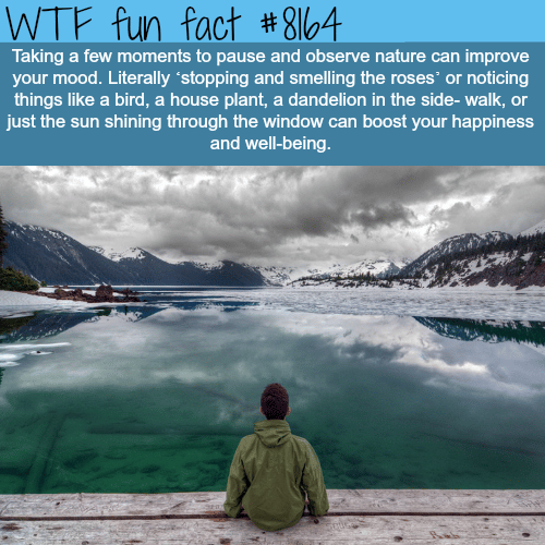 Why you should take your time and observe nature - WTF fun fact