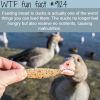 why you shouldnt feed bread to ducks wtf fun