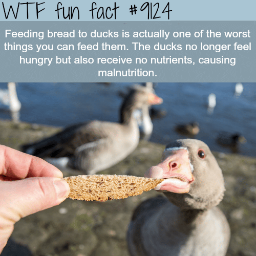 Why You Shouldn’t Feed Bread to Ducks- WTF fun fact