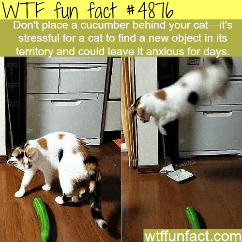 Why you shouldn’t place a cucumber behind your cat -